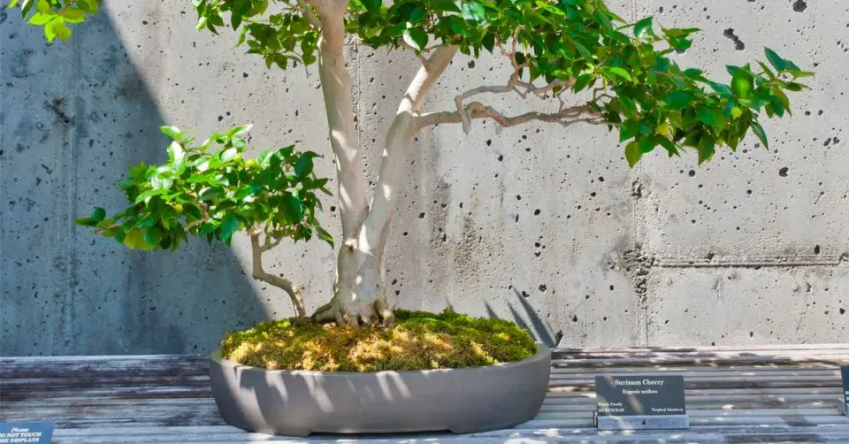 Australská třešeň