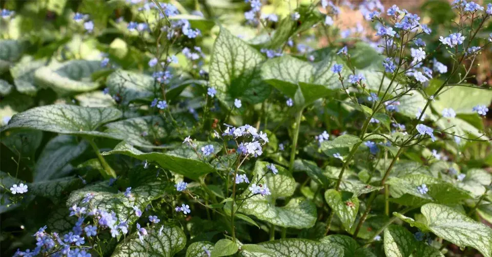 Pomněnkovec velkolistý