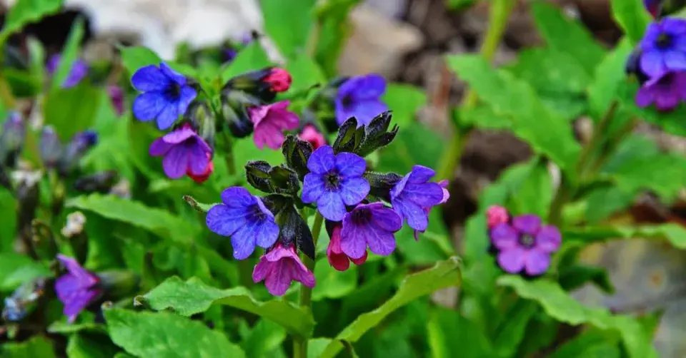 Plicník lékařský