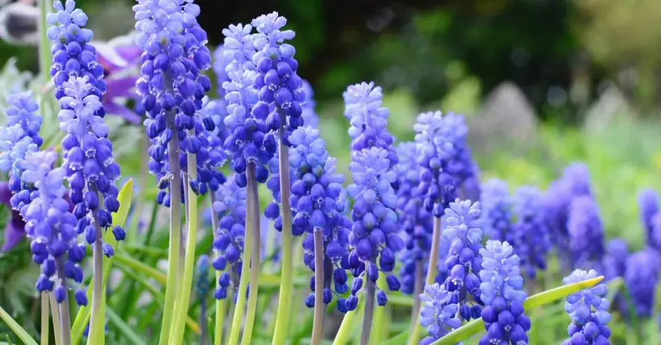 Modřenec arménský