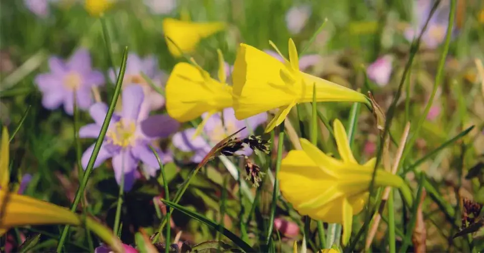 Narcis 'Golden Bells'