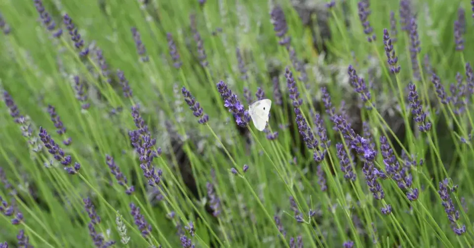 Levandule prostřední