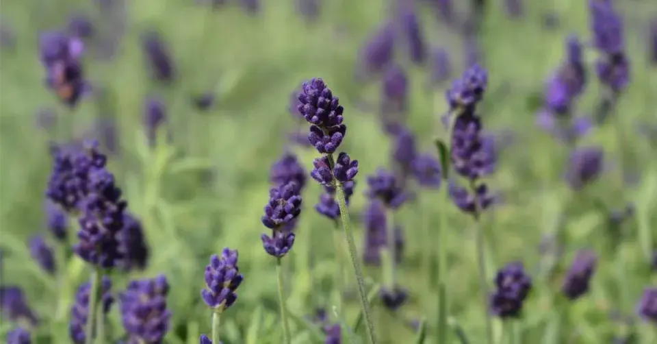 Levandule úzkolistá 'Hidcote'