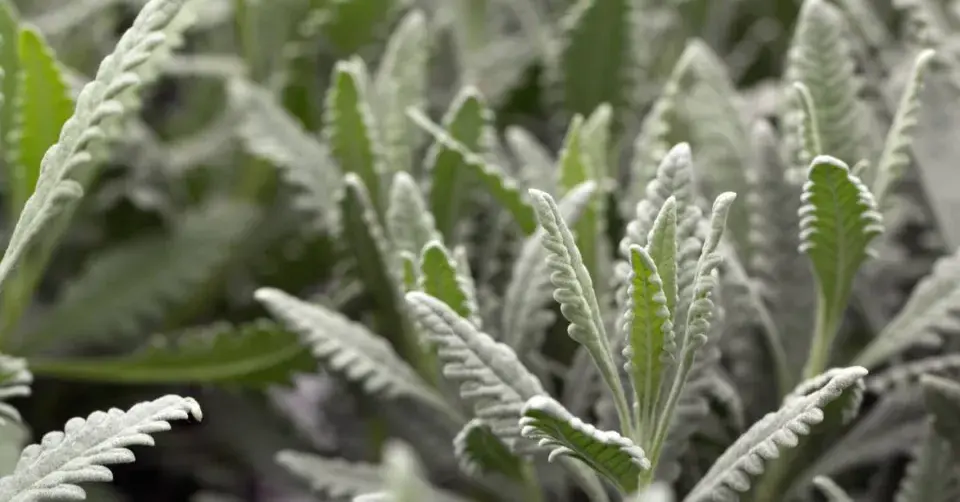 Lavandula x allardii