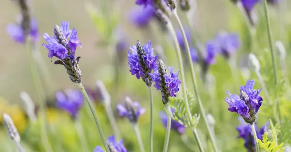 Levandule rozeklaná
