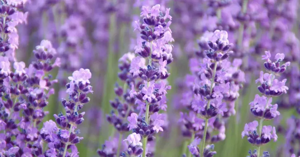 Levandule úzkolistá