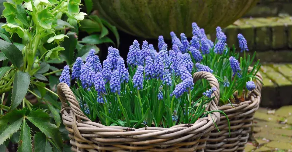 Modřenec arménský