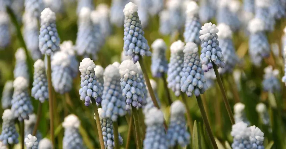 Modřenec 'Mont Blanc'