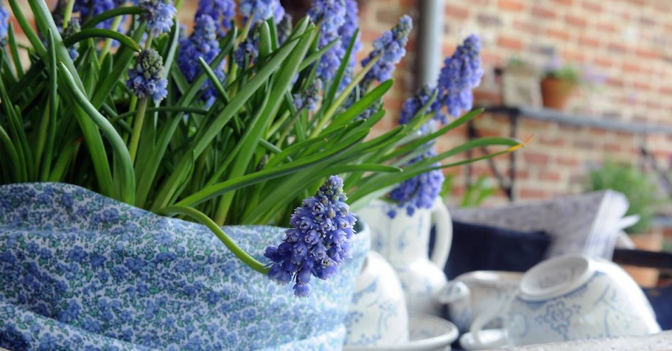 Muscari azureum