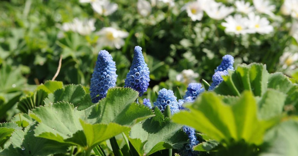 Muscari azureum