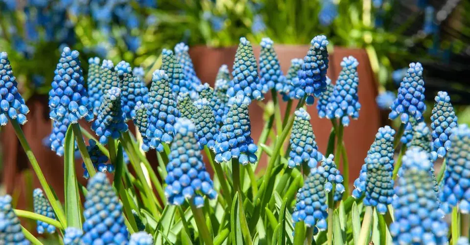 Modřenec 'Blue Magic'