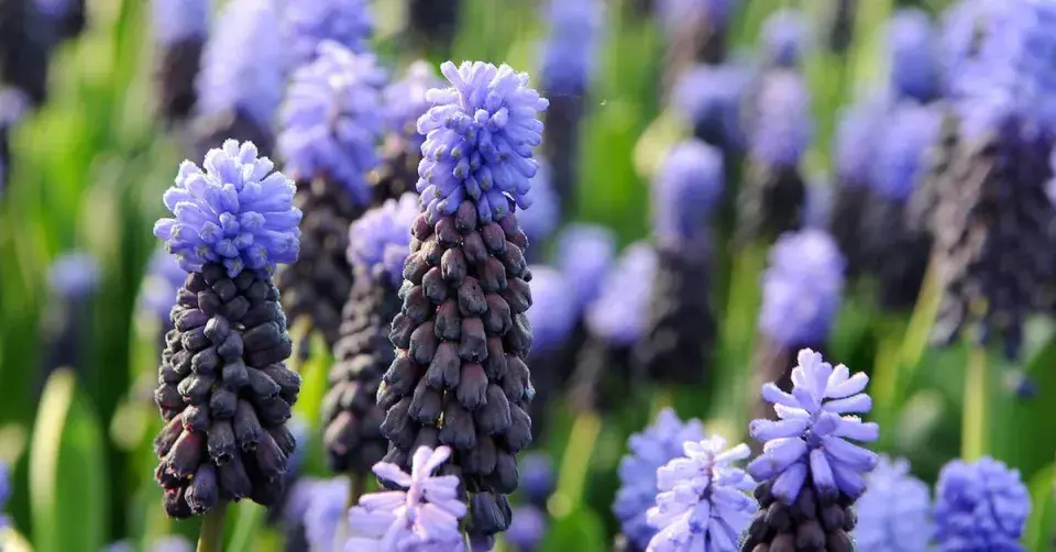 Muscari latifolium