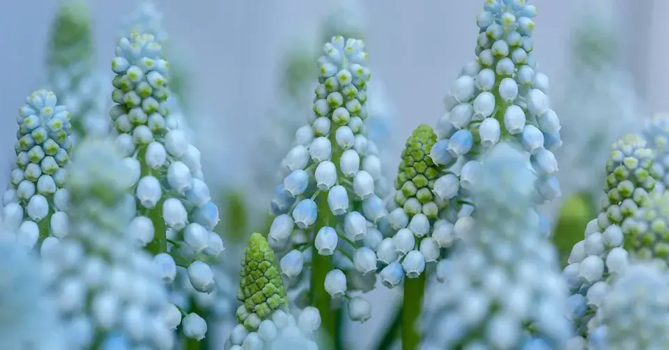 Modřenec 'Ocean Magic'