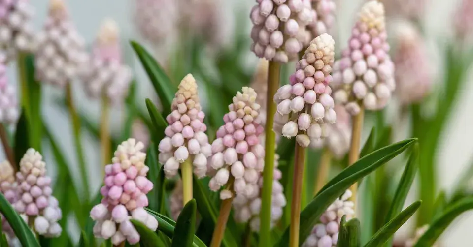 Modřenec 'Pink Sunrise'