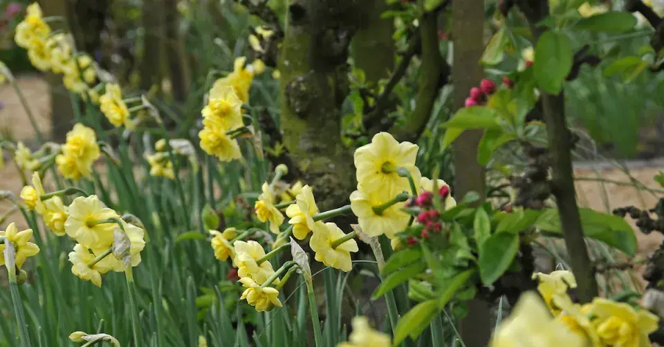 Narcis 'Yellow Cheerfulness'
