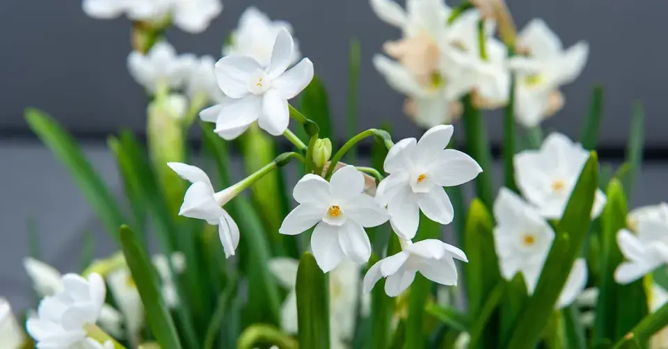 Narcis 'Paperwhite'