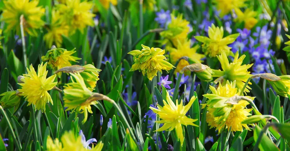 Narcis 'Rip van Winkle'