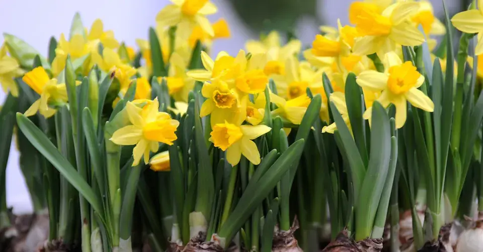 Narcis 'Tête-à-Tête'