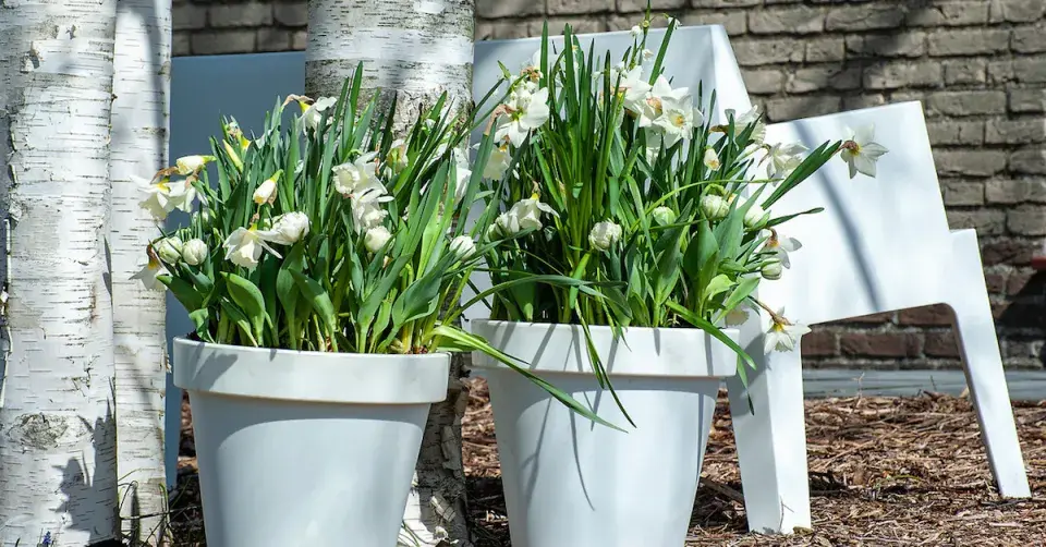 Narcis 'White Marvel'