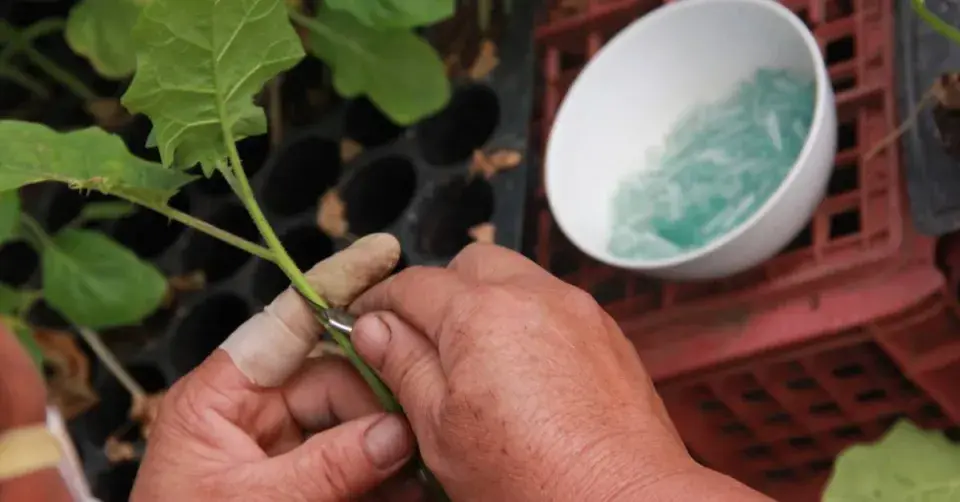 Roubování zeleniny