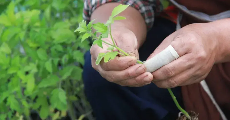 Řízkování rajčat