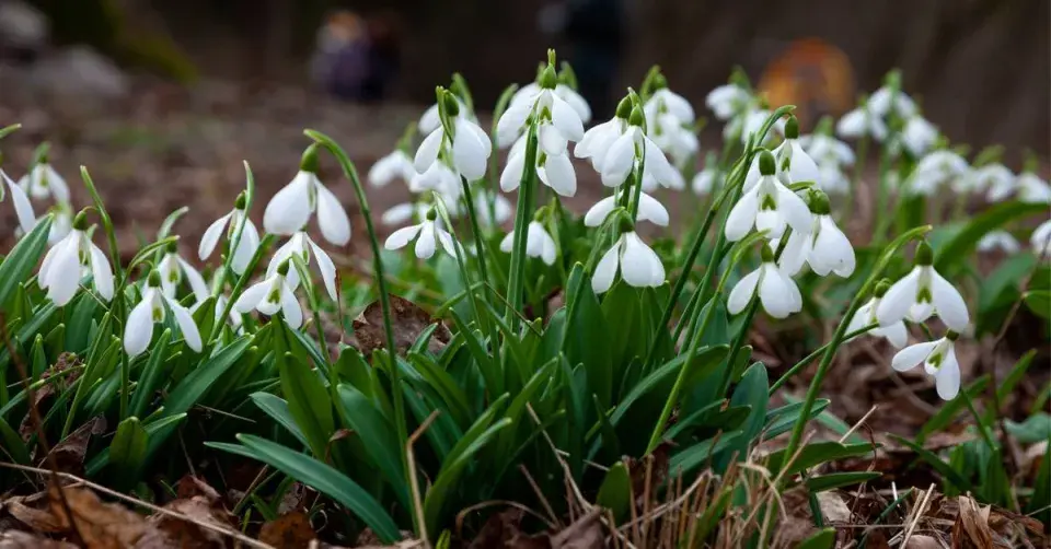 Sněženka podsněžník