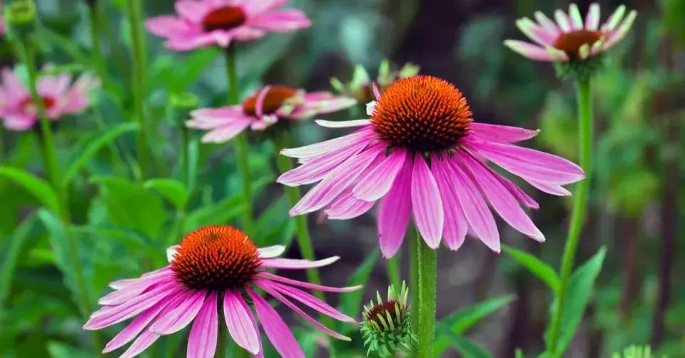 Třapatka úzkolistá