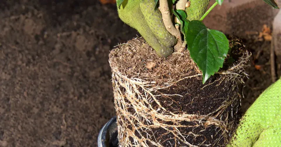 Vyjmutí rostliny z květináče