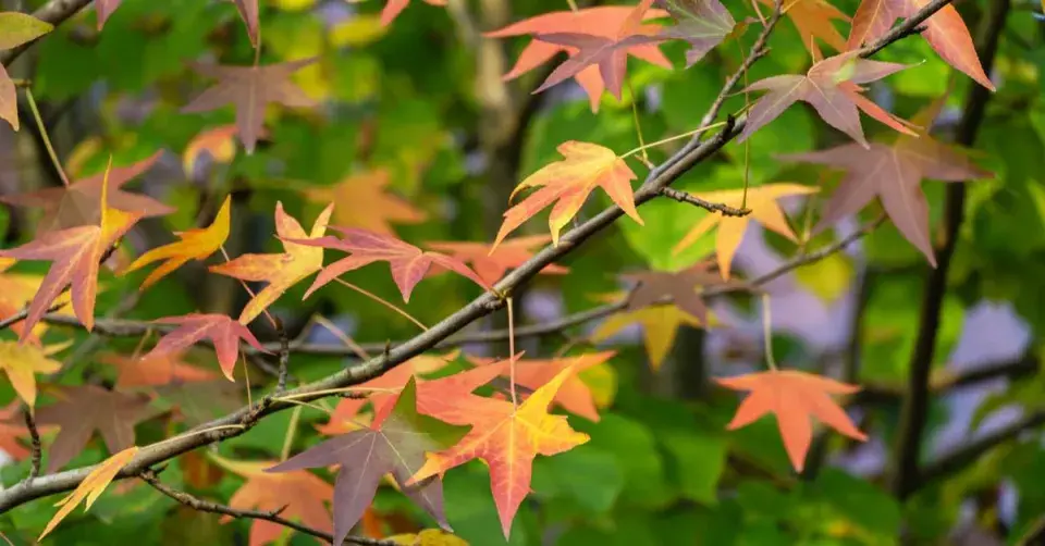 Ambroň západní (Liquidambar styraciflua)