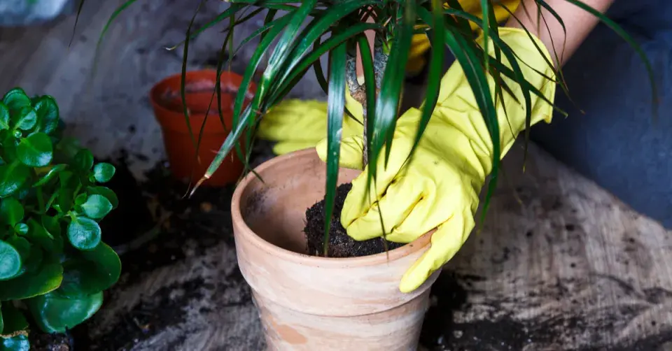 Větší květináč