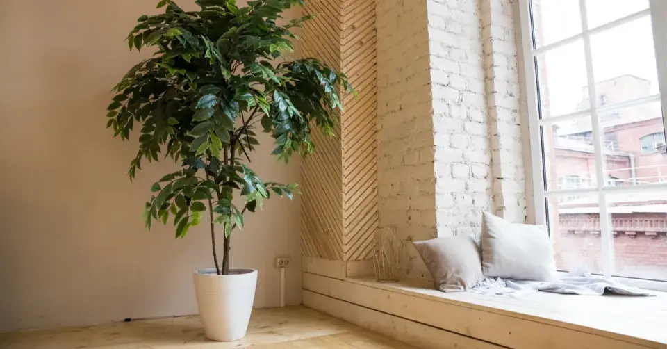 Velká pokojová rostliny