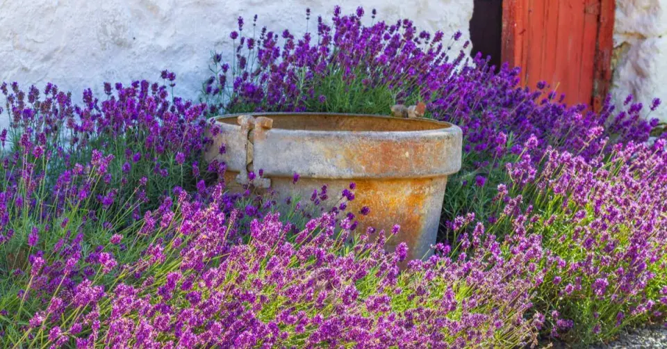 Záhon s terakotový květináčem a levandulí