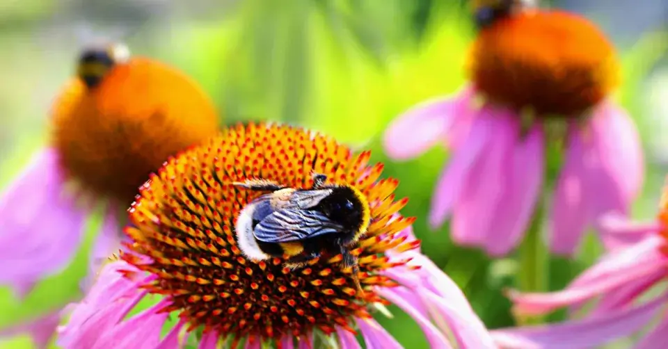 Čmeláci na květech třapatkovky