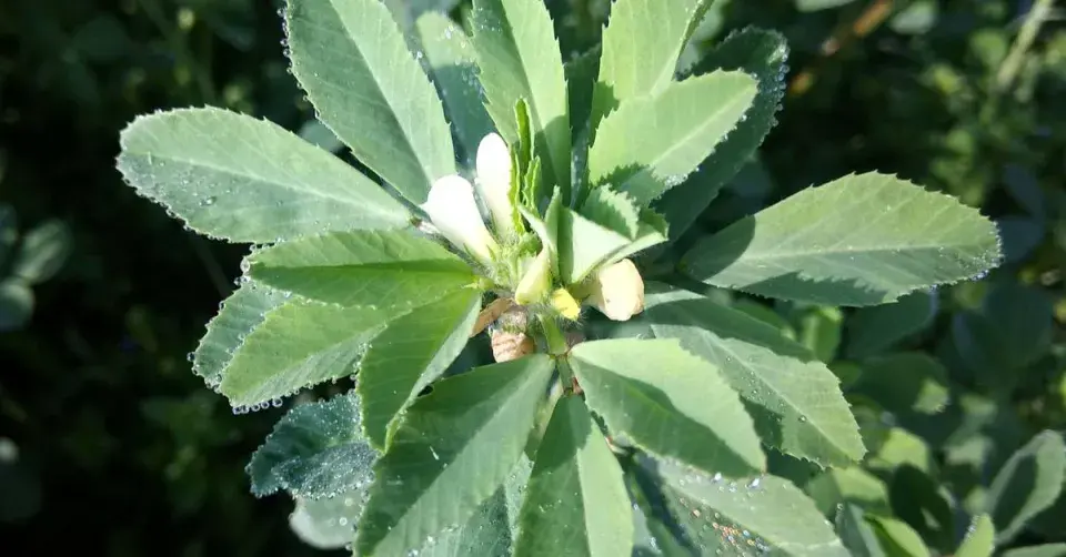 Pískavice řecké seno