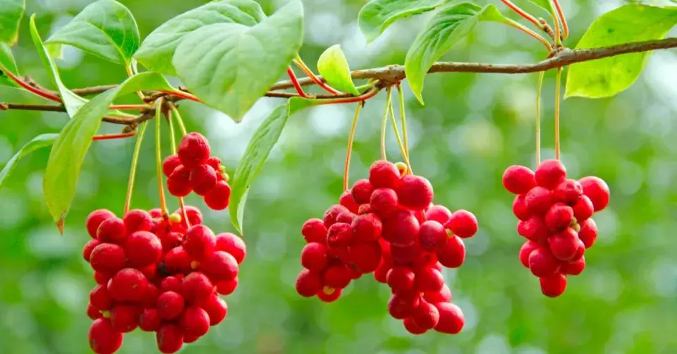 Klanopraška čínská