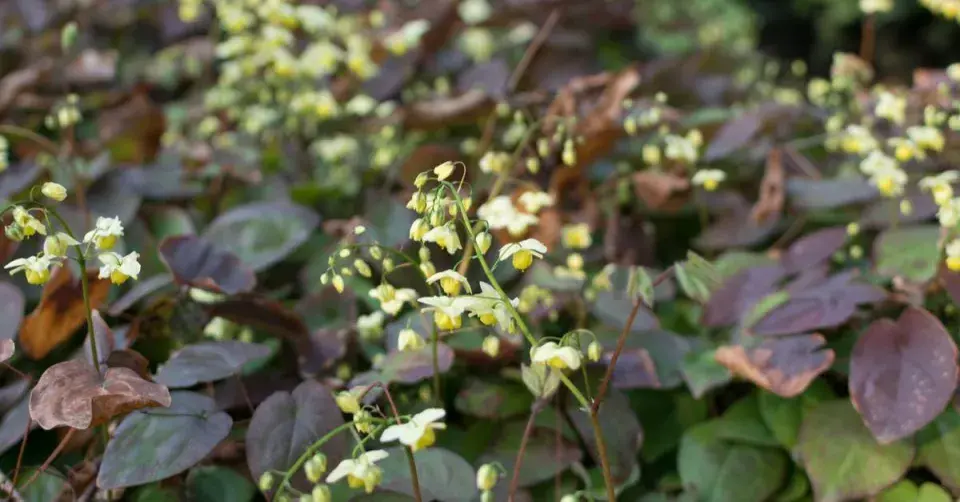 Škornice šípolistá