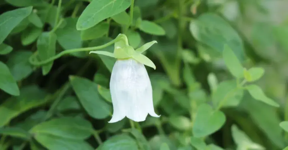 Pazvonek chloupkatý