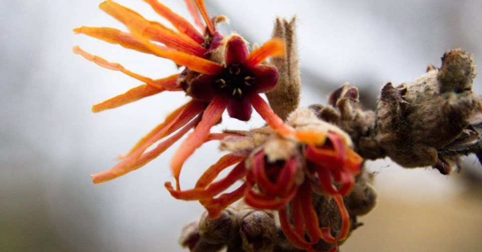 Vilín prostřední 'Orange Beauty'