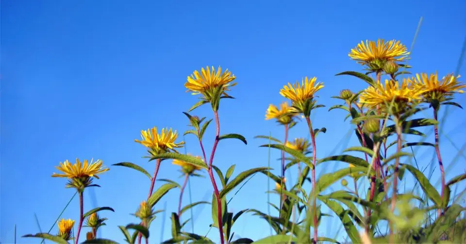 Kamzičník jitrocelovitý