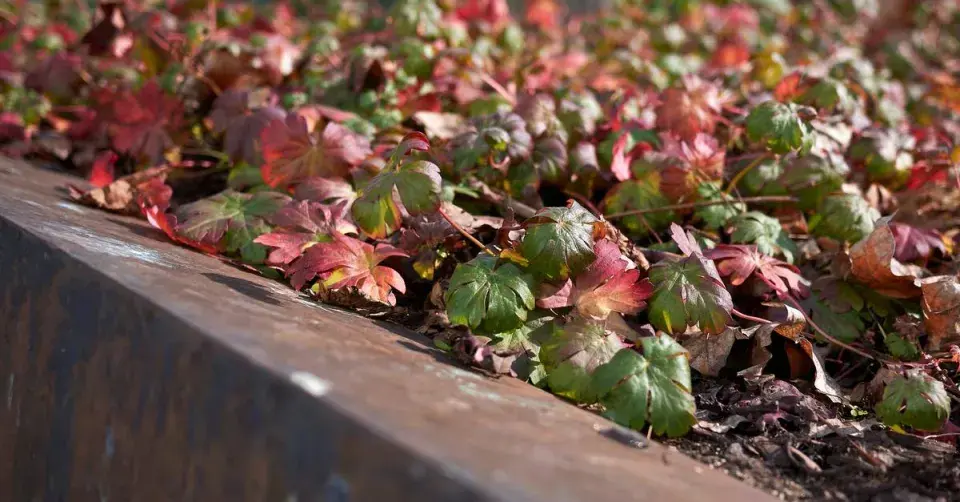 Kakost Geranium wlassovianum