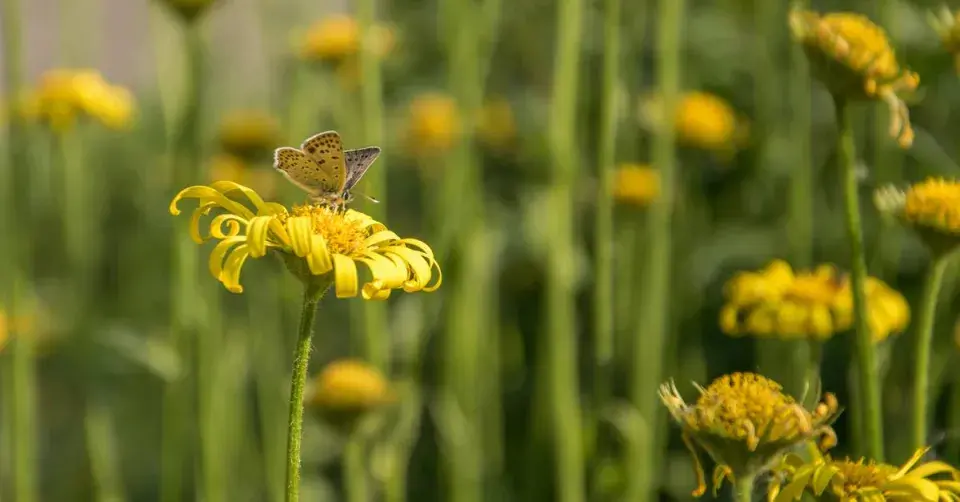 Odkvetlý kamzičník východní