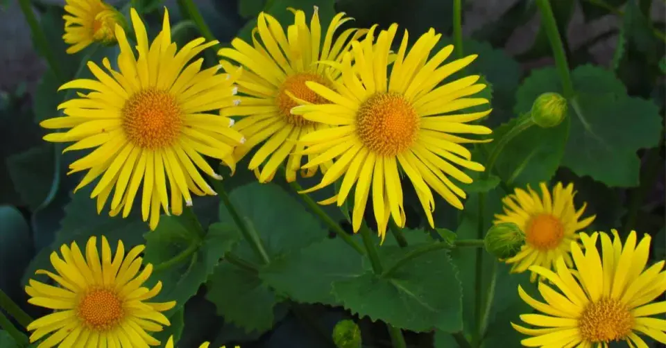 Kamzičník Columnův