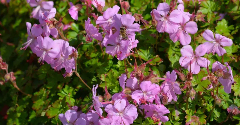 Kakost Geranium x cantabrigiense