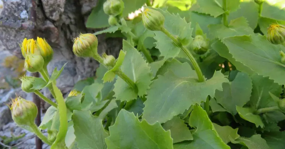 Kamzičník východní