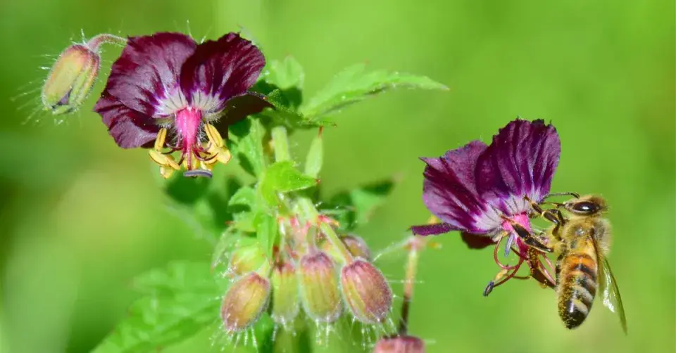 Kakost hnědočervený