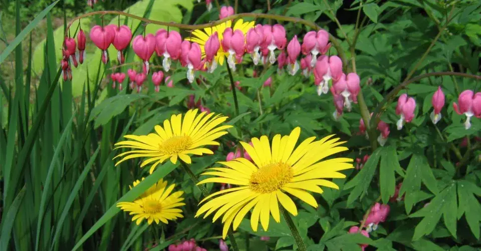 Kamziční východní