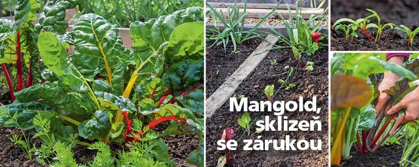 Květnové číslo Naší krásné zahrady