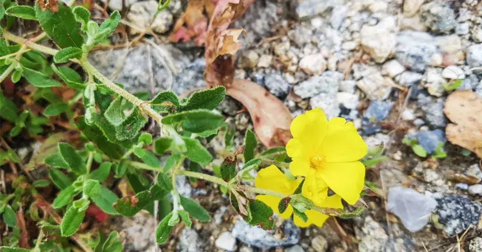 Devaterník penízkovitý