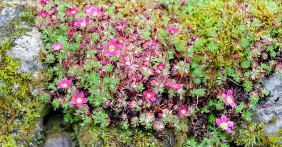 Lomikámen Arendsův