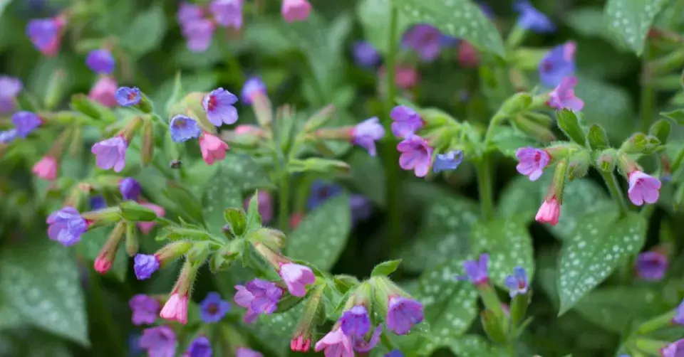 Plicník lékařský